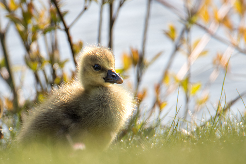 Ganzenkuiken - Goose chick