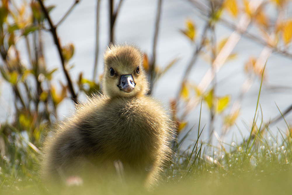 Ganzenkuiken - Goose chick