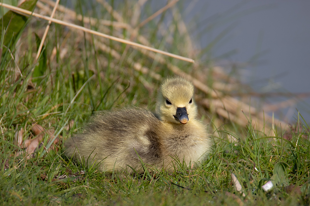 Ganzenkuiken - Goose chick