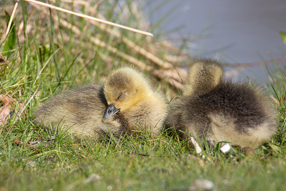 Ganzenkuiken - Goose chick