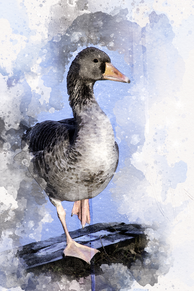 Gans - Goose (Drostenkamp Raalte 2015)