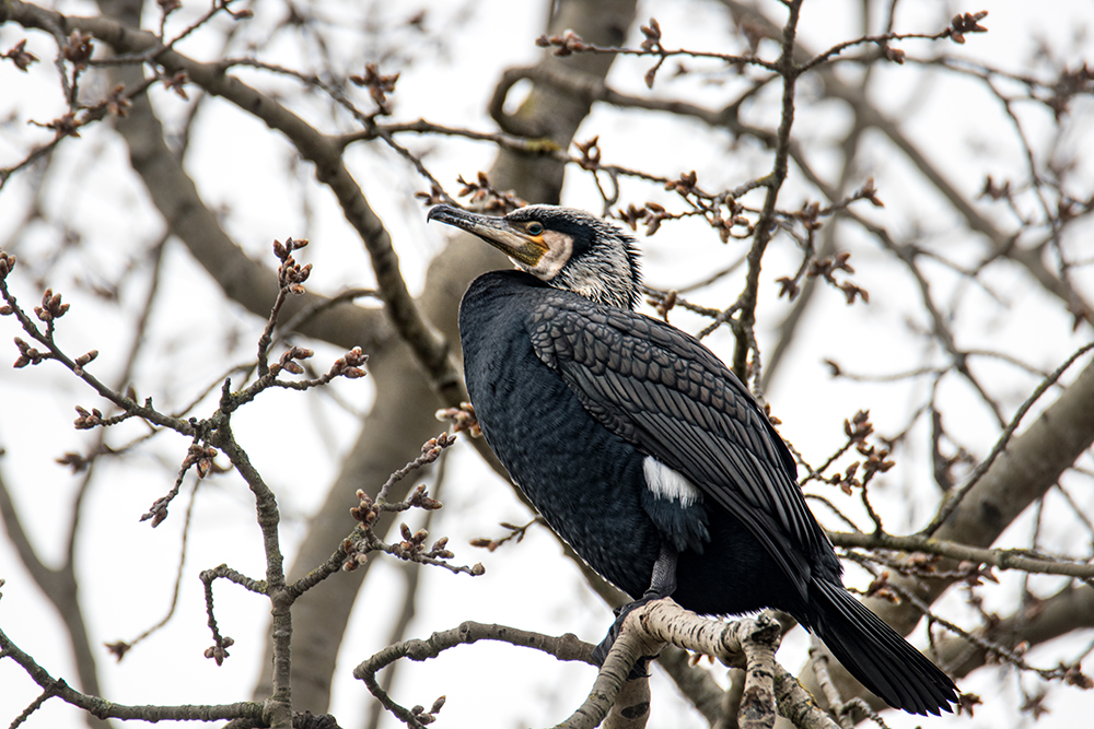 Aalscholver - Cormorant (Drostenkamp feb. 2021)