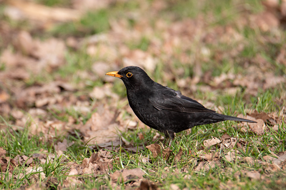 Merel - Common blackbird