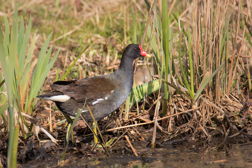 Waterhoen - Common moorhen