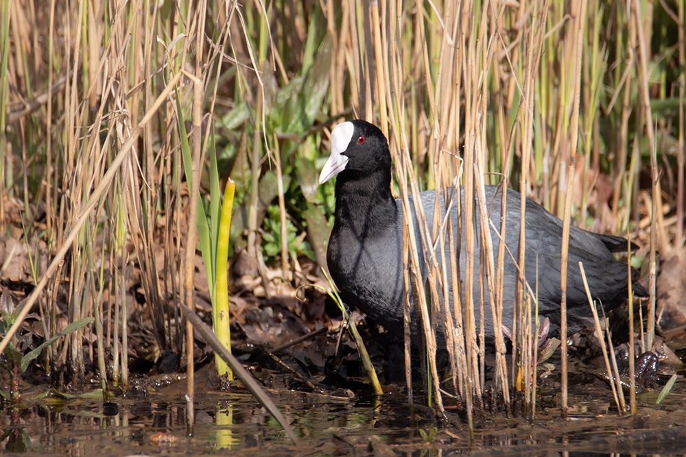 Meerkoet - Eurasian coot