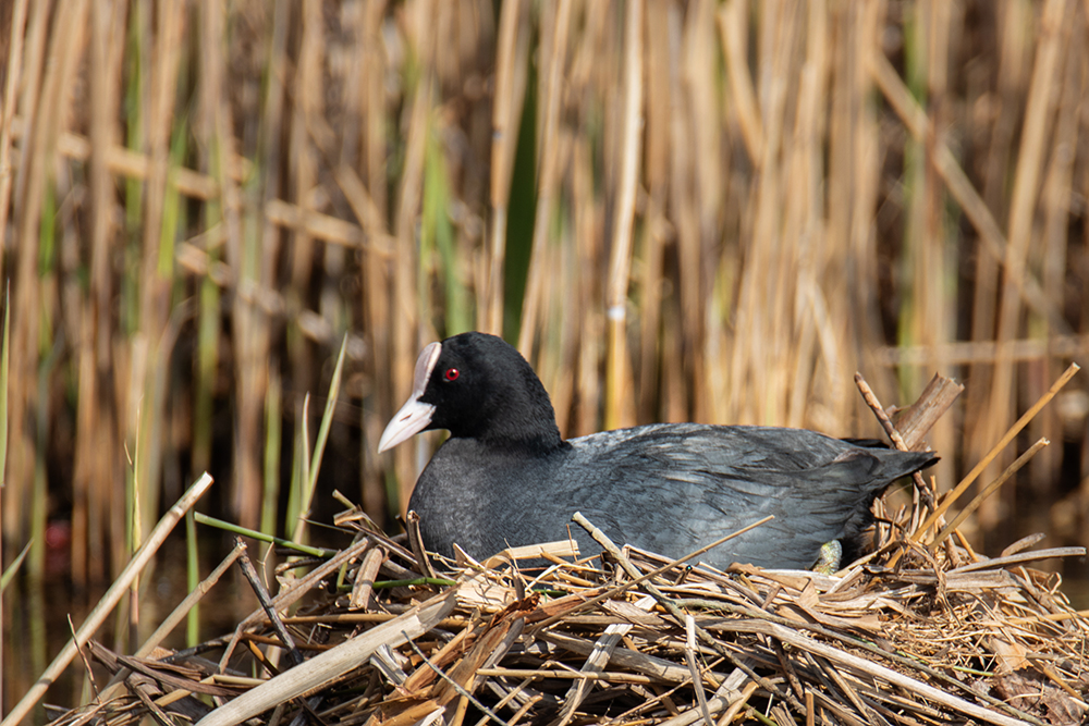 Meerkoet - Eurasian coot