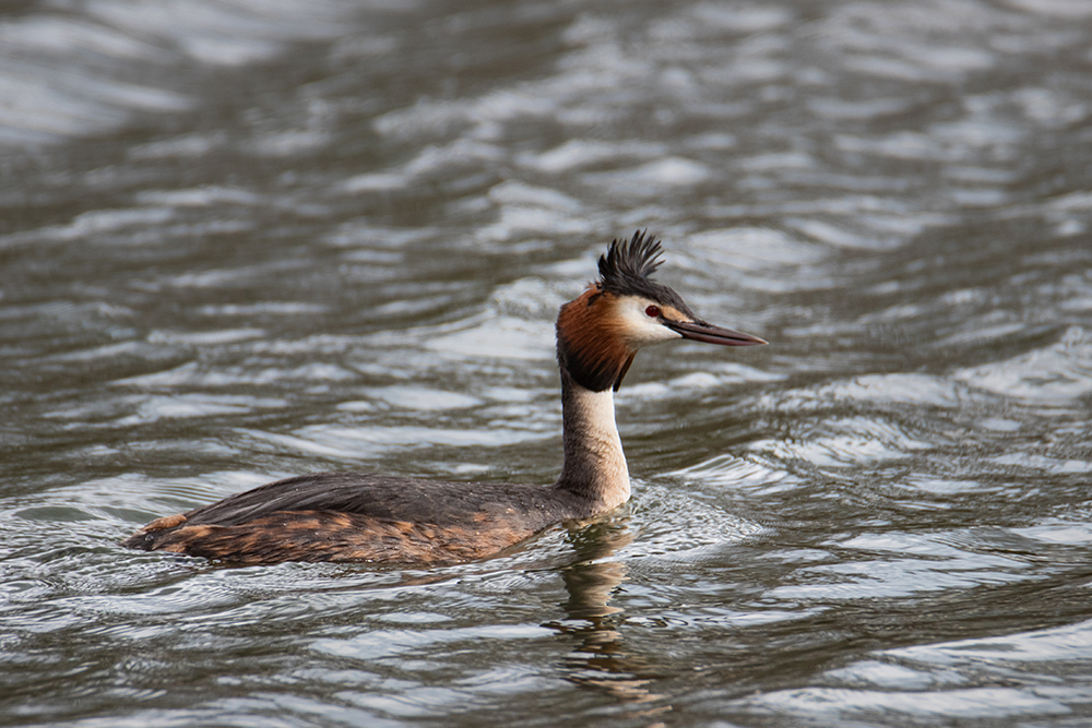 Fuut - Great crested grebe