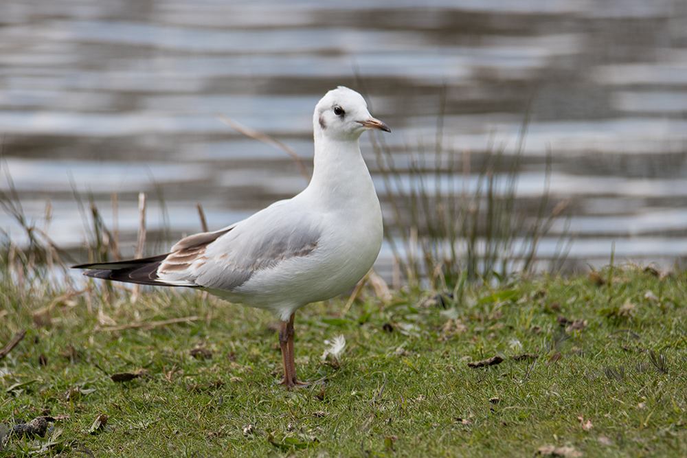 Kokmeeuw - Black-headed gull