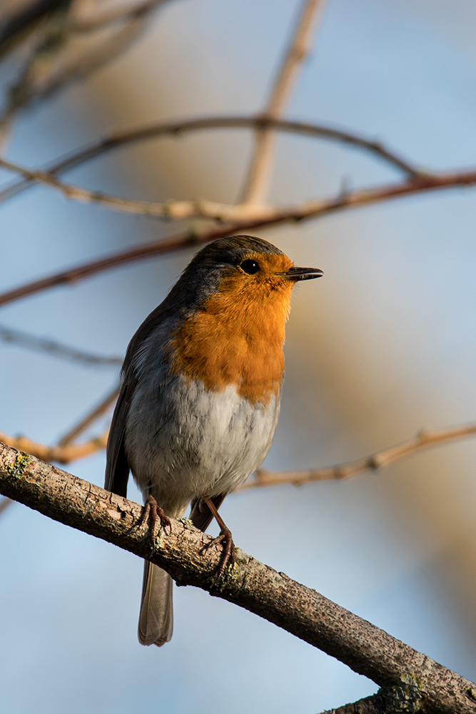 Roodborstje - Robin