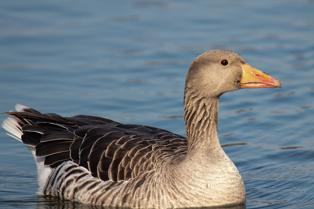 Grauwe gans - Greylag goose