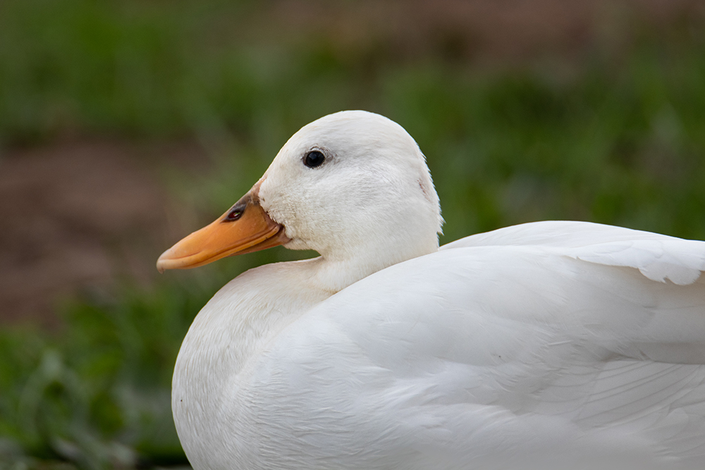 Witte eend - White duck