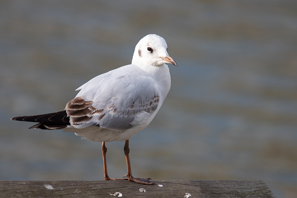 Kokmeeuw - Black-headed gull