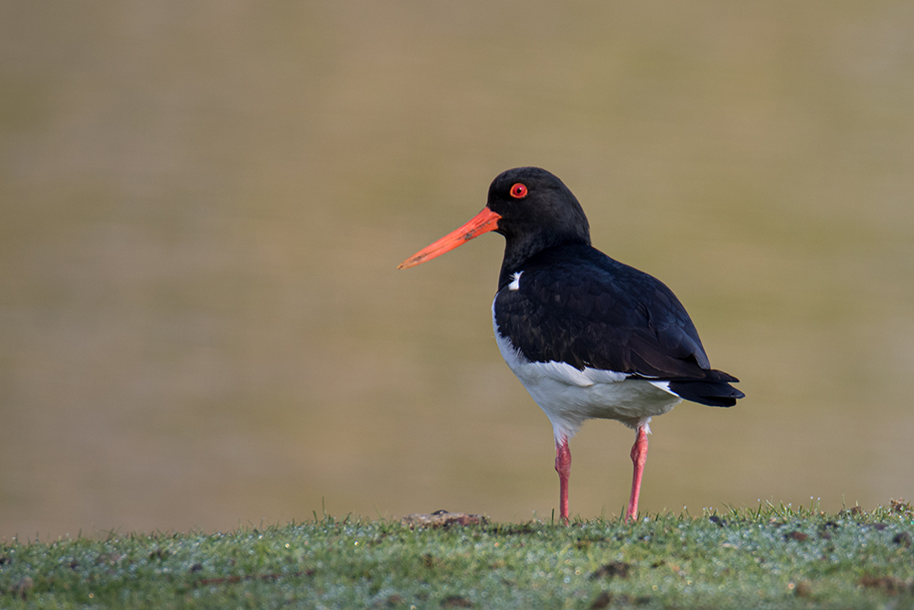 Scholekster - Eurasian oystercatcher