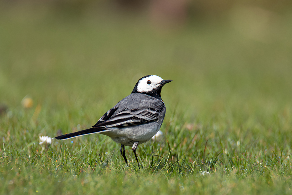 Kwikstaart - White wagtail