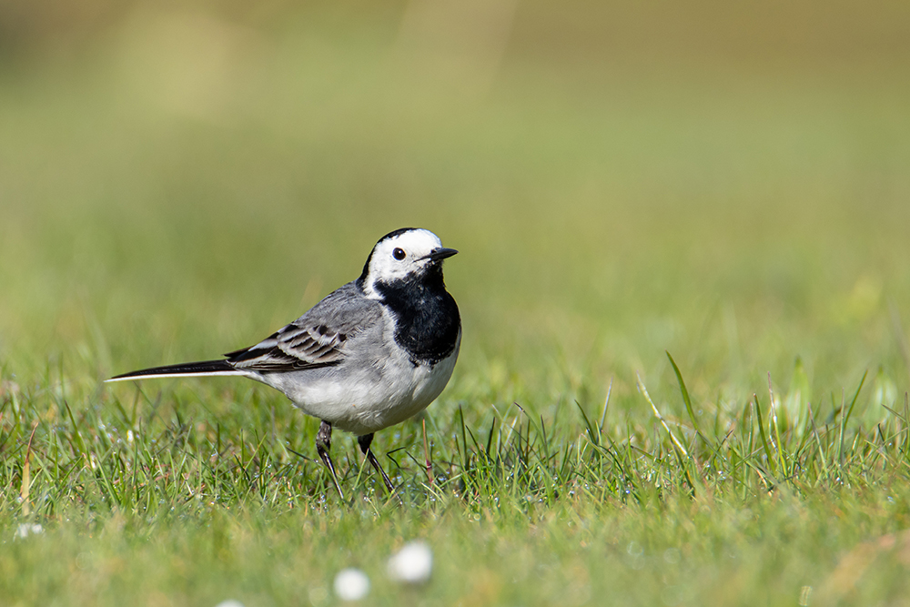 Kwikstaart - White wagtail