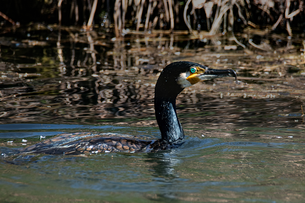 Aalscholver - Cormorant (April 2021)