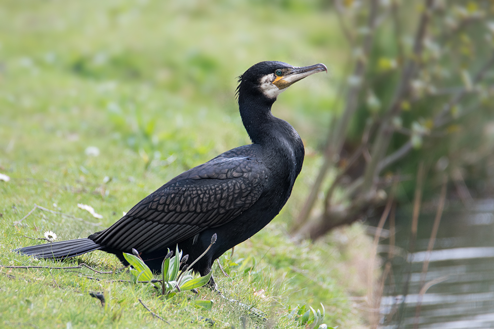 Aalscholver - Cormorant (Drostenkamp april 2021)