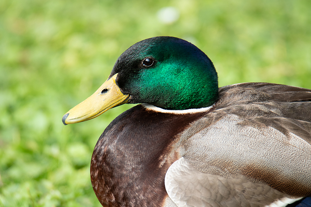 Wilde eend - Mallard