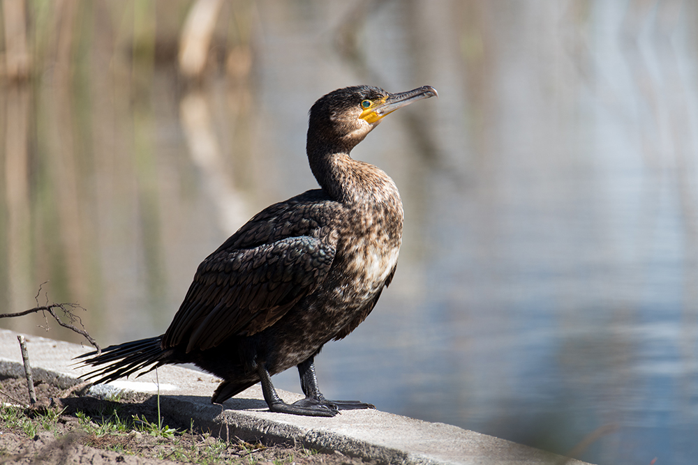 Aalscholver - Cormorant