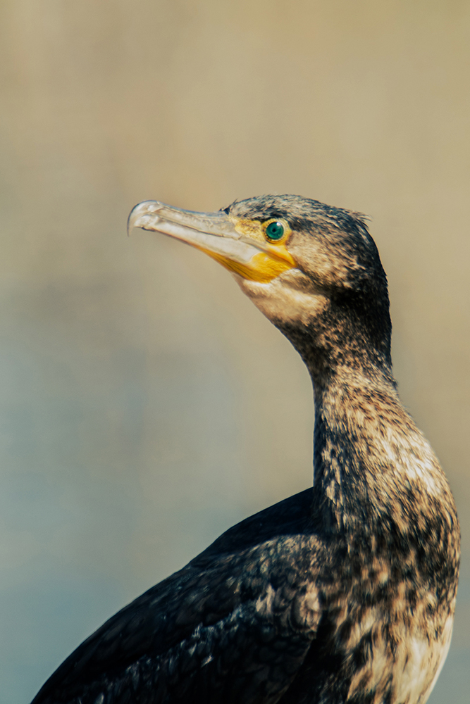 Aalscholver - Cormorant