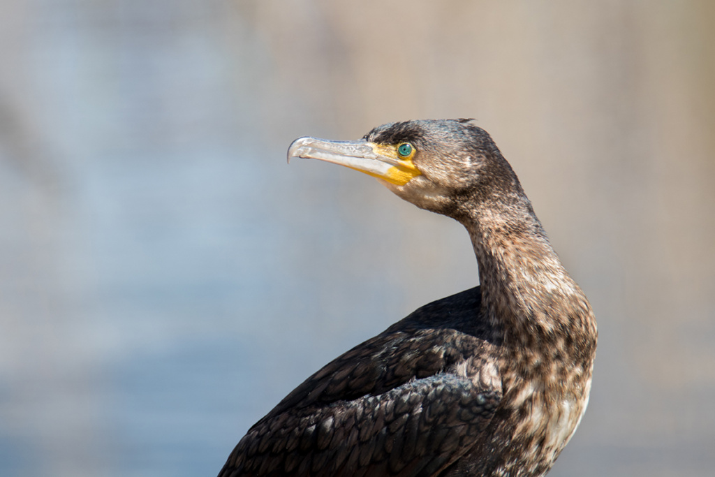 Aalscholver - Cormorant