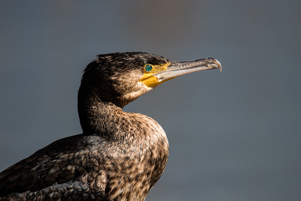 Cormorants