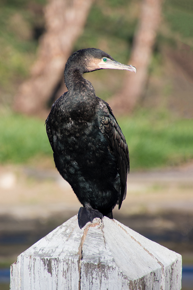 Aalscholver - Cormorant (Ouwehandsdierenpark 2018)