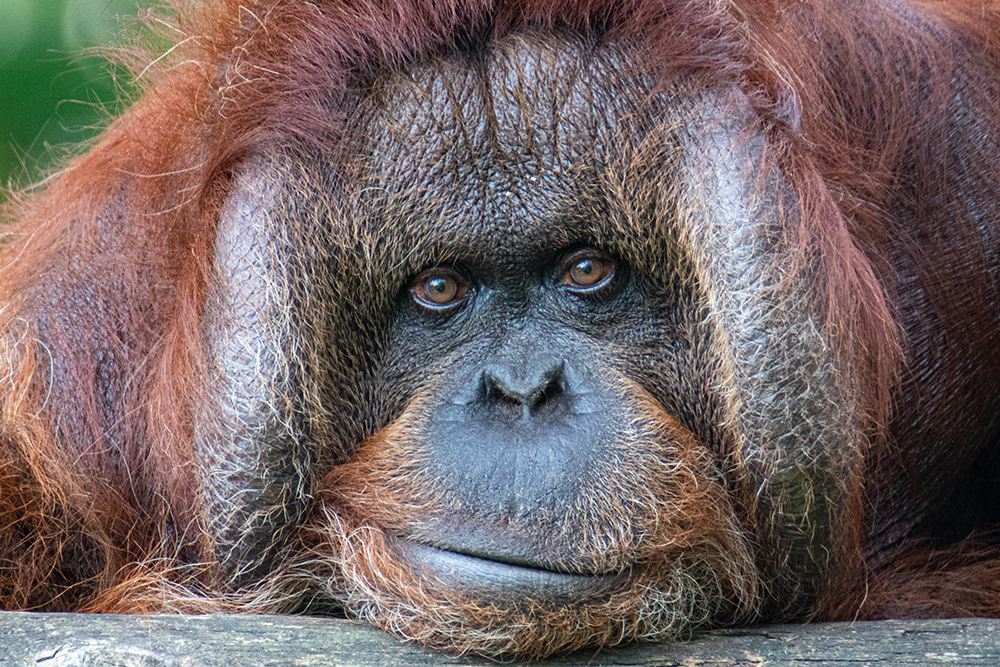 Orang-oetan - Orangutan