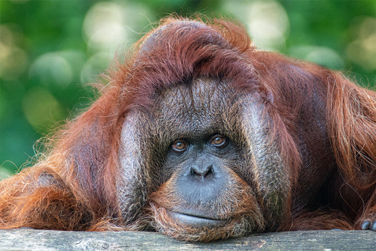 Orang-oetan - Orangutan