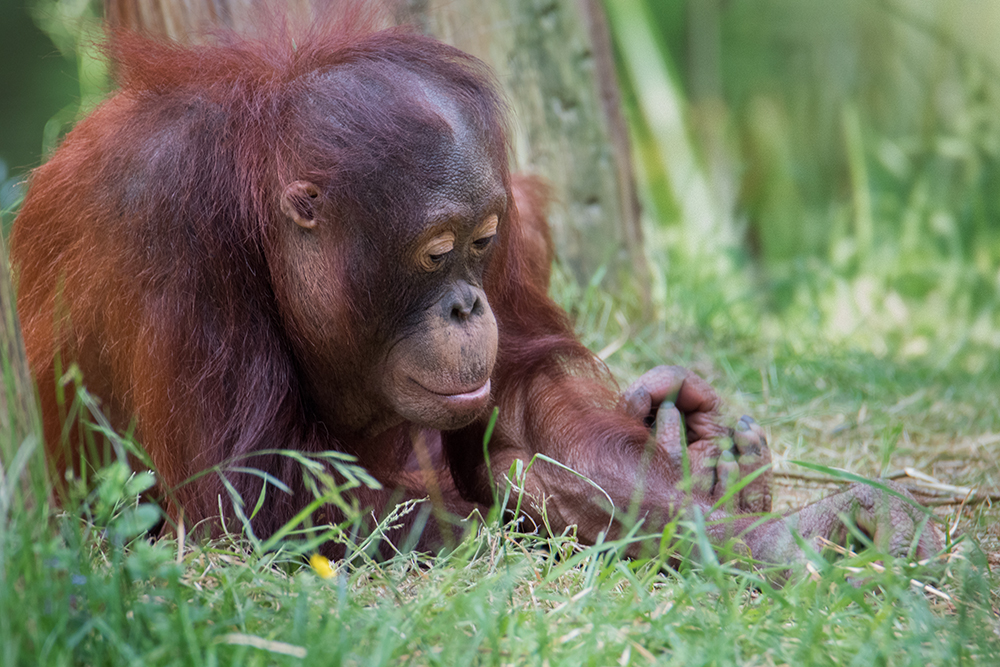 Orang-oetan - Orangutan