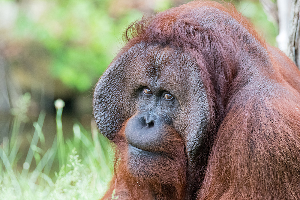 Orang-oetan - Orangutan