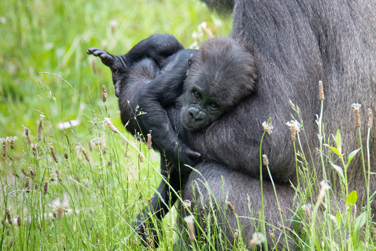 Gyasi en baby Kiango