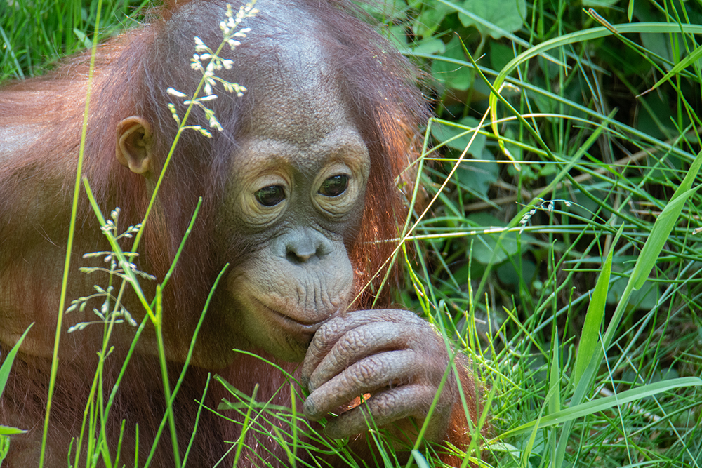 Orang-oetan - Orangutan