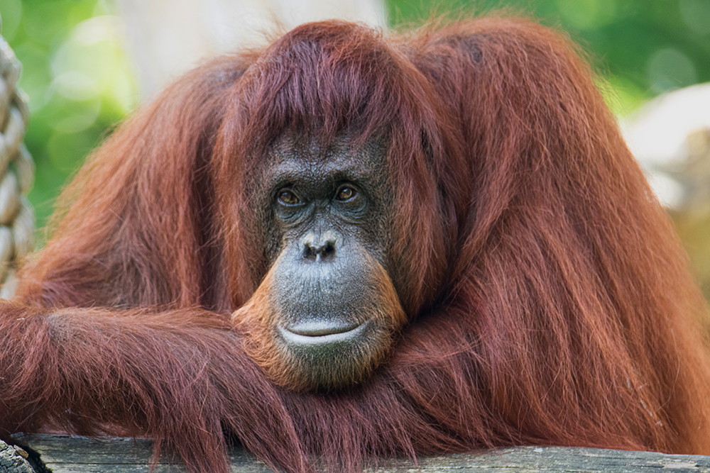 Orang-oetan - Orangutan