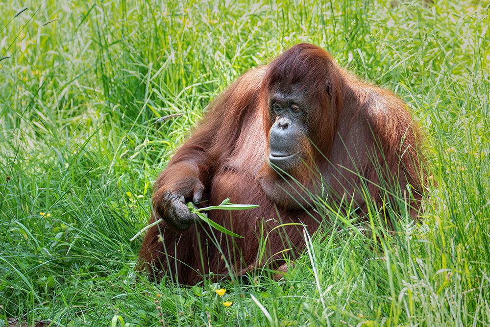 Orang-oetan - Orangutan