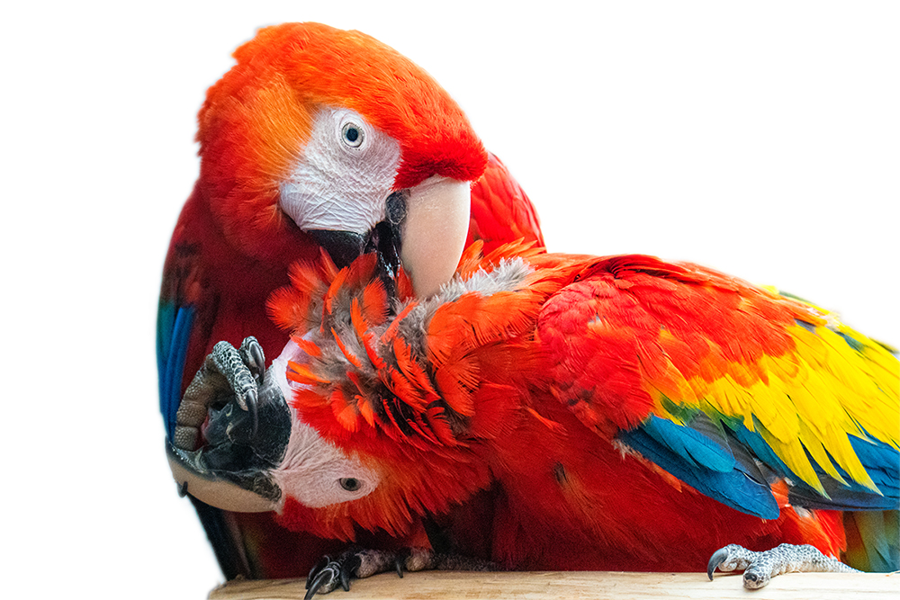 Geelvleugelara - Scarlet macaw