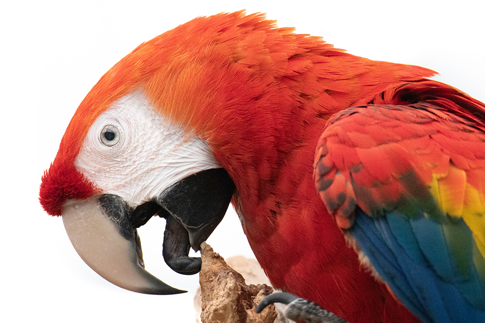 Geelvleugelara - Scarlet macaw
