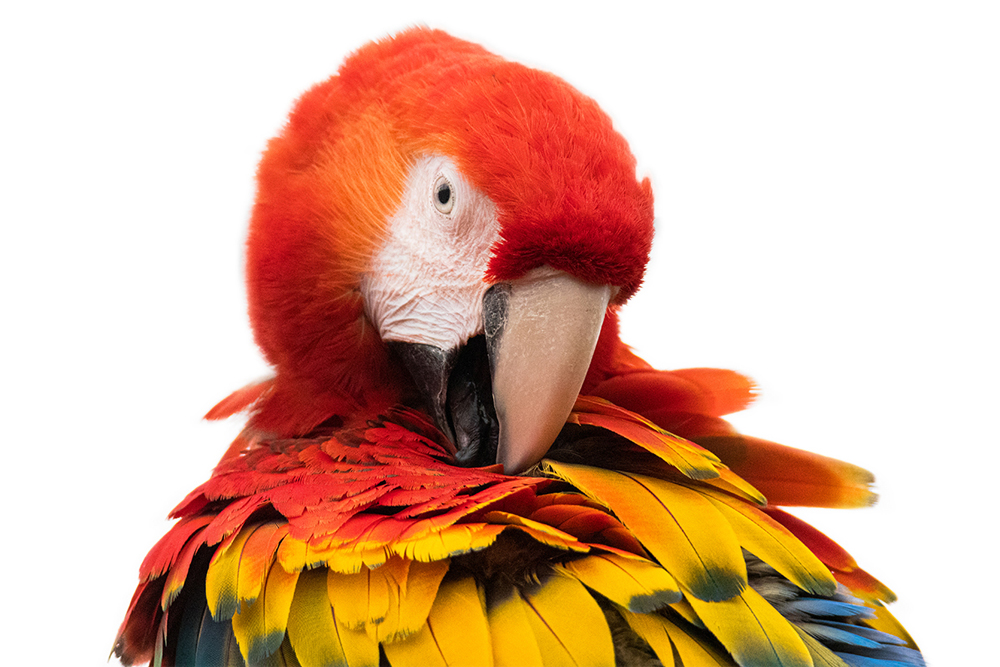 Geelvleugelara - Scarlet macaw