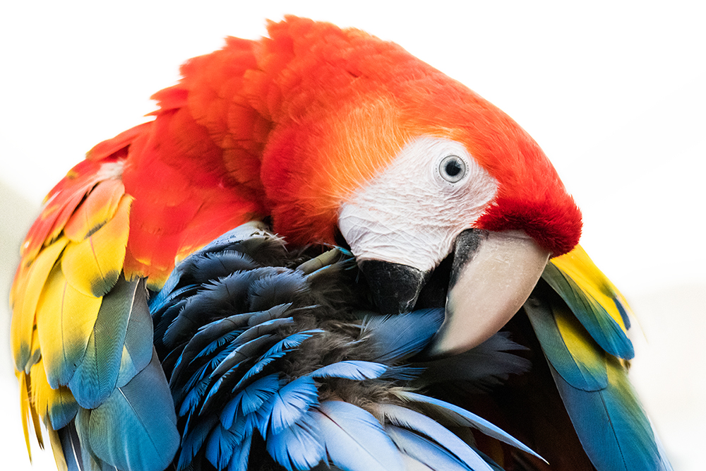 Geelvleugelara - Scarlet macaw