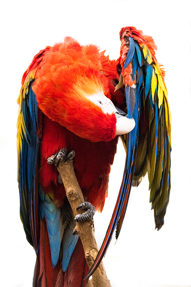 Geelvleugelara - Scarlet macaw