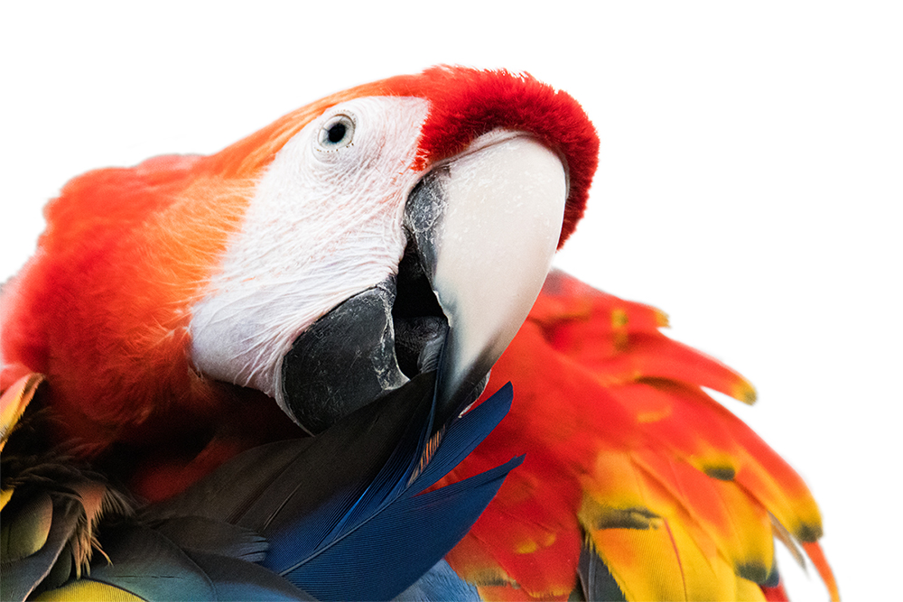 Geelvleugelara - Scarlet macaw