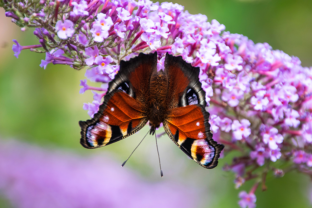 Dagpauwoog - Peacock butterfly