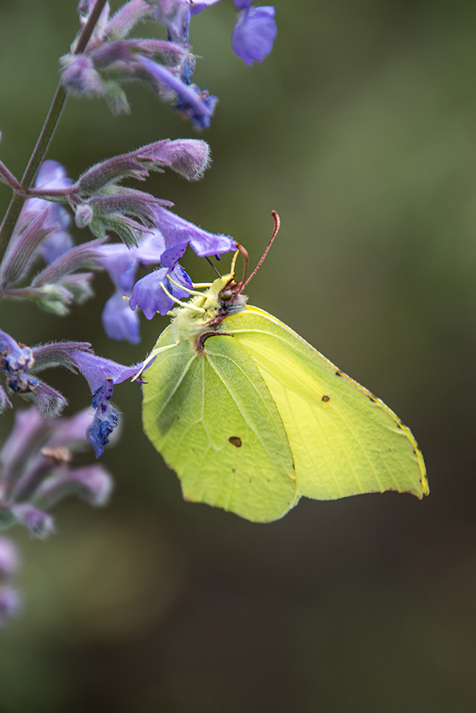 Citroenvlinder - Common Brimstone