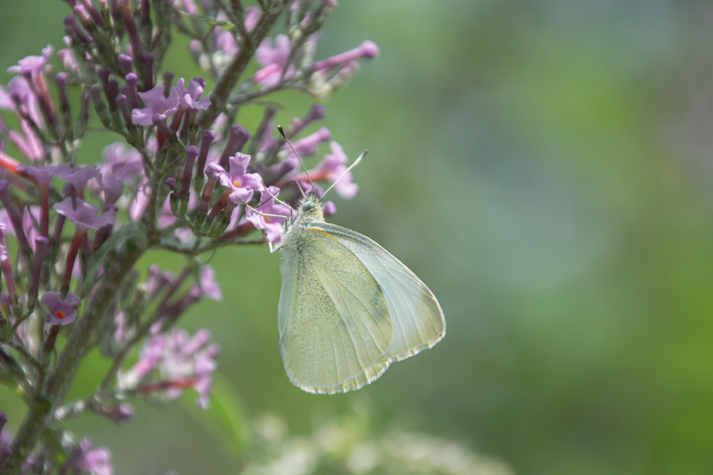 Koolwitje - Small white