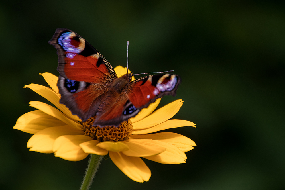 Dagpauwoog - Peacock butterfly