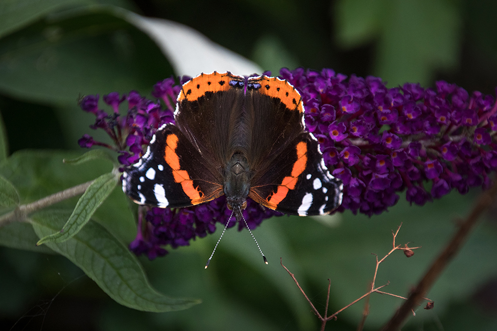 Atalanta - Red admiral