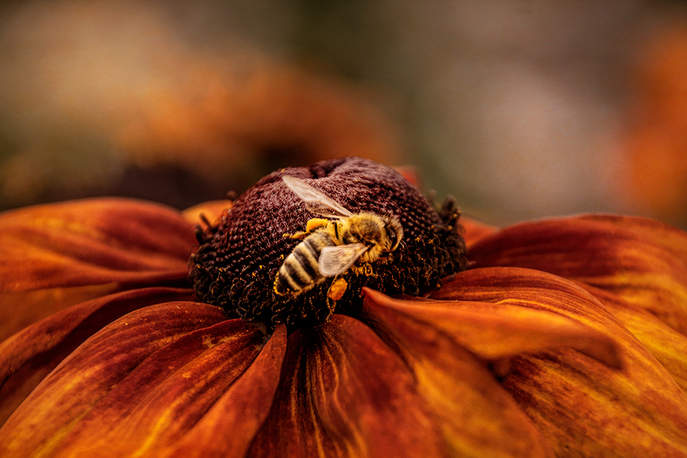 Honingbij - Honey bee
