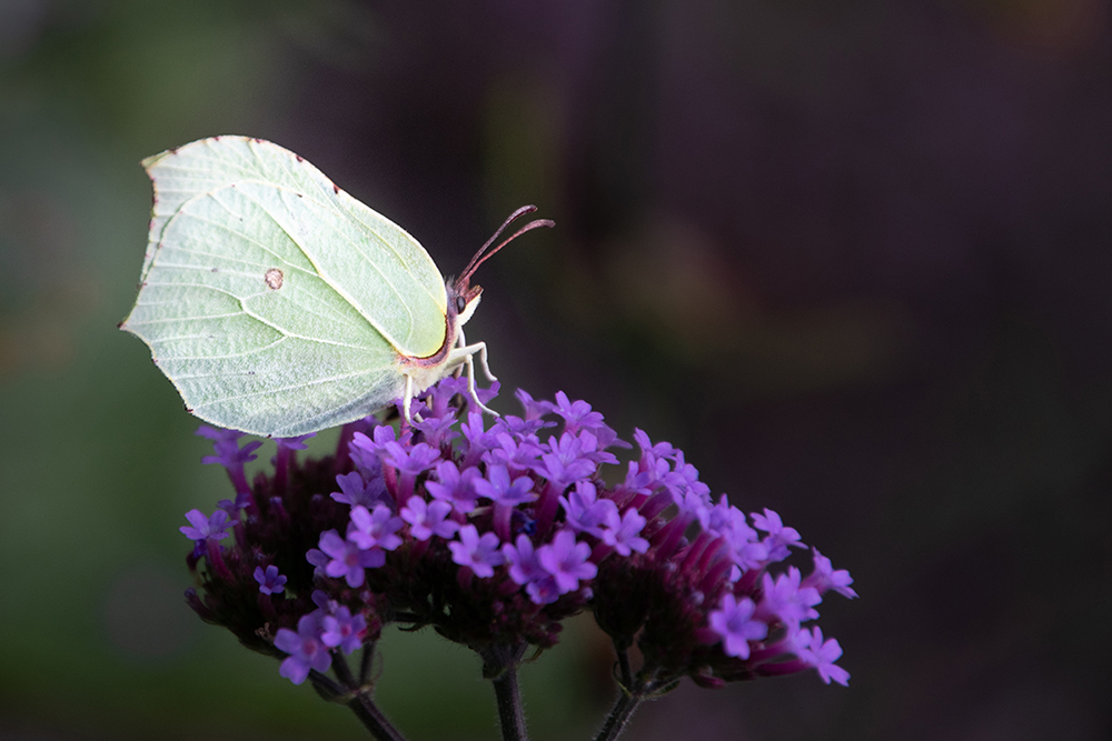 Citroenvlinder - Common Brimstone