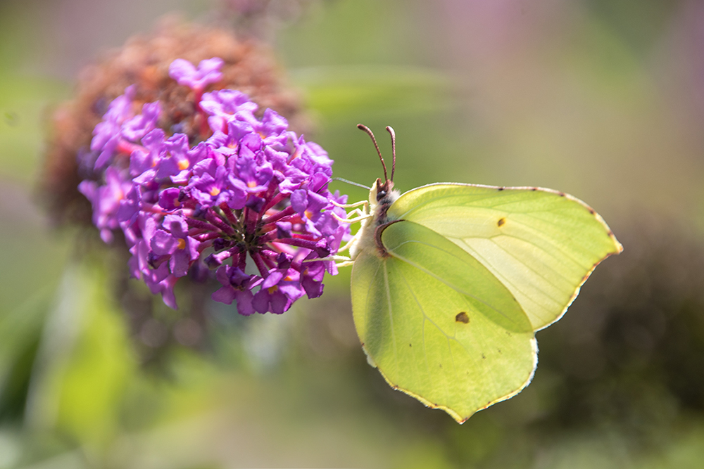 Citroenvlinder - Common Brimstone