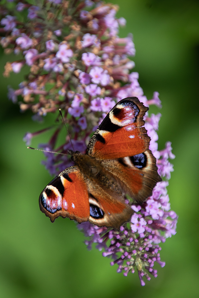 Dagpauwoog - Peacock butterfly